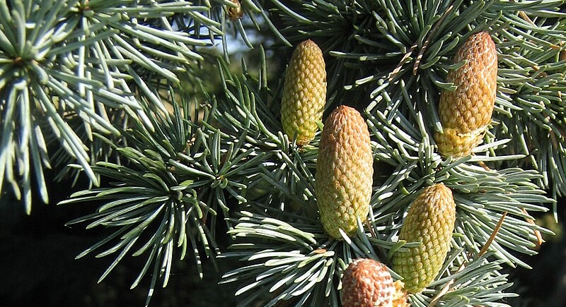 Atlaski cedar poboljšava cirkulaciju i uzemljuje