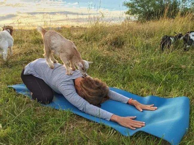 Joga s kozama novi je hit! 7 goat-yoga-2