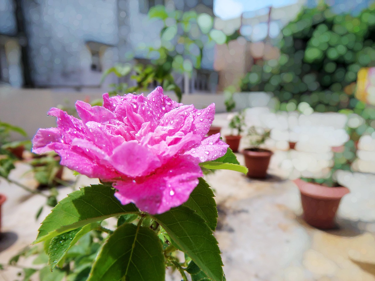 4 blagotvorna djelovanja ružine vodice 2 prednosti ruzine vodice