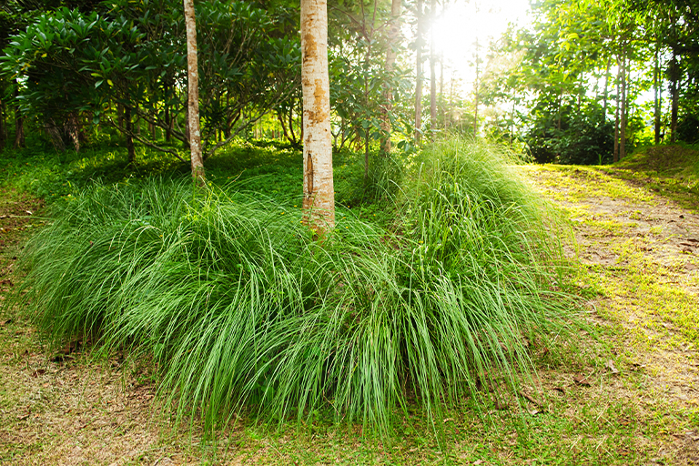 Vetiver: Zdravstvene prednosti i upotreba u aromaterapiji 2 Vetiver: Zdravstvene prednosti i upotreba u aromaterapiji