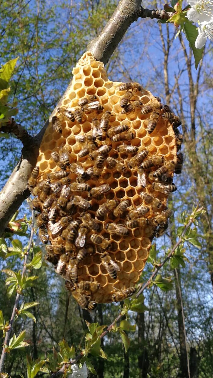 Proizvodnja vlastitog meda: 4 osnovna koraka od košnice do teglice 2 WhatsApp Image 2025 10 18 at 18.57.24 edited